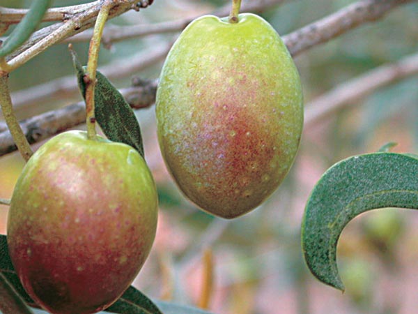 5 th Touristic Route: The Olive-Growning Activity