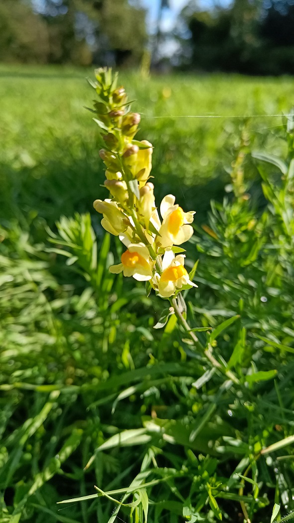 Linaria comune