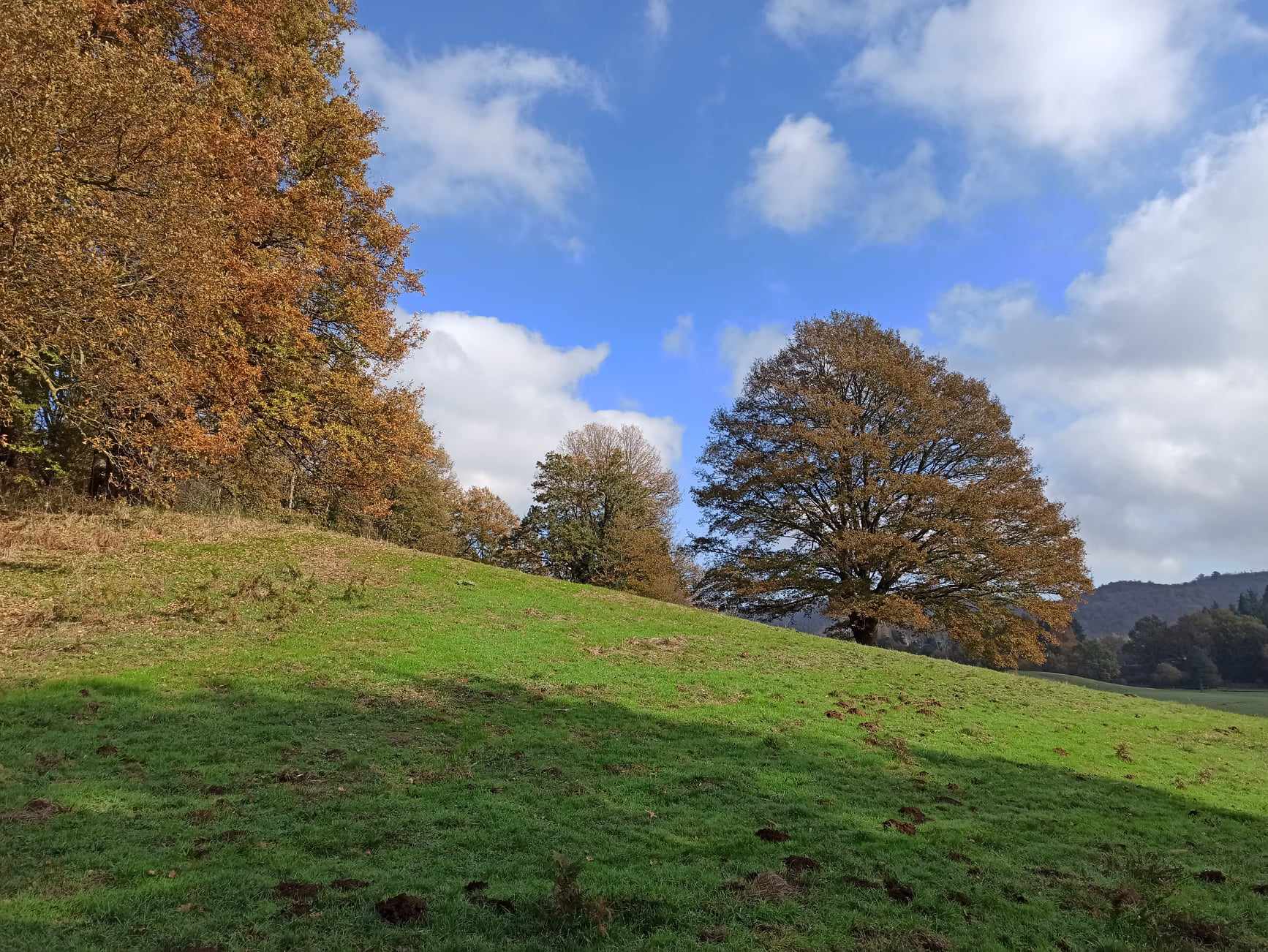 Giornata nazionale degli Alberi