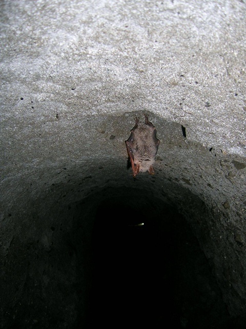 Chiusura stagionale dell’emissario del lago di Nemi