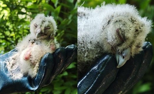 Recuperato un pullo di Allocco