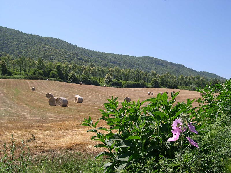 Buon Ferragosto dal Parco dei Castelli Romani