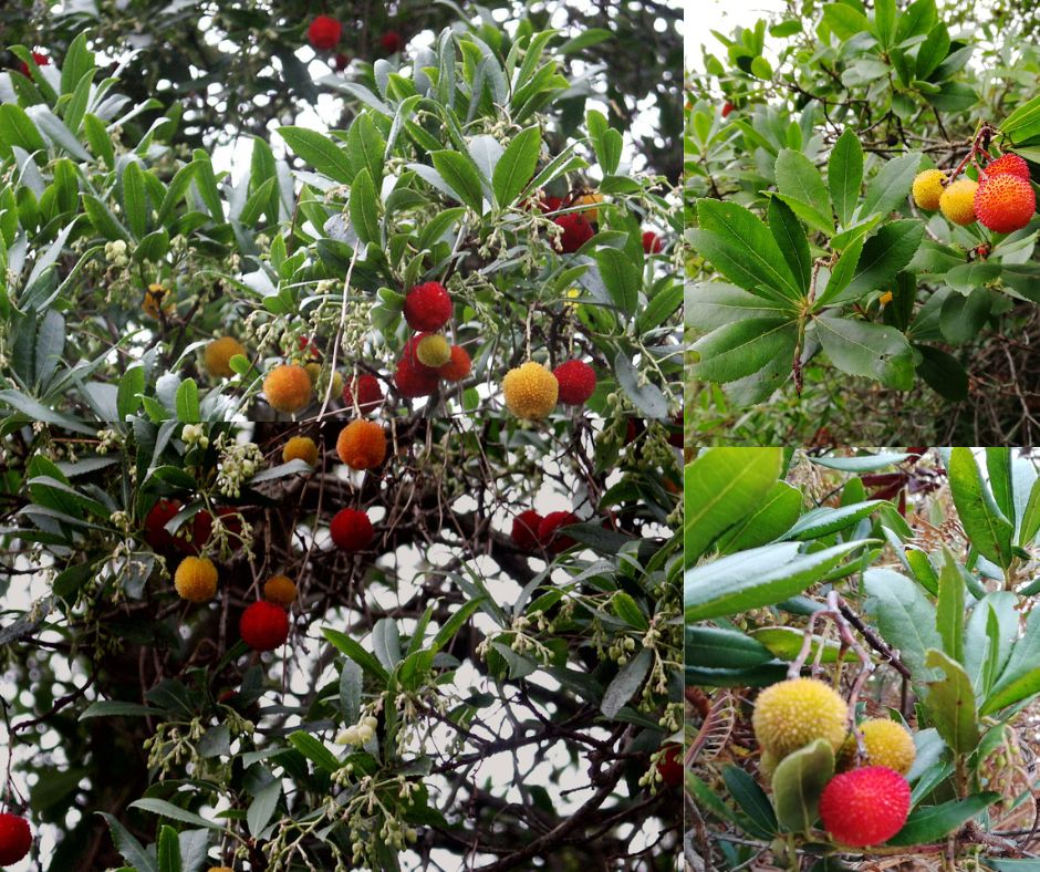 Il corbezzolo un frutto dell’autunno