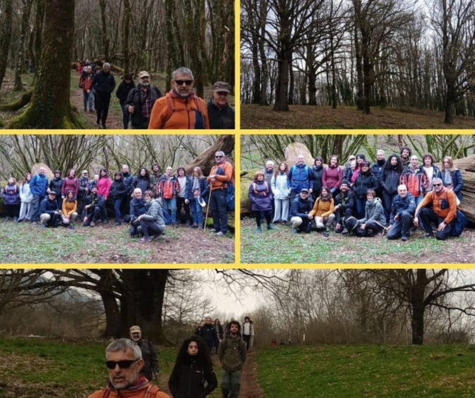 Nel bosco le piante comunicano tra loro