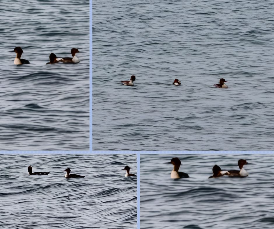 Continuano gli avvistamenti a Tor Caldara